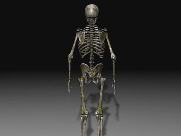 3d human skeleton - Human Skeleton 3... by 3DAssetForge