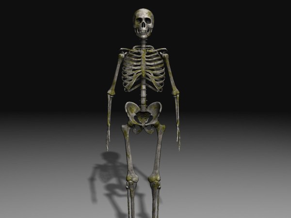 3d human skeleton - Human Skeleton 3... by 3DAssetForge