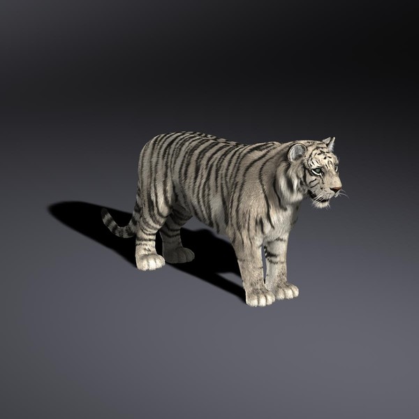 3d white tiger fur animation - White Tiger (FUR) (ANIMATED) by Massimo Righi