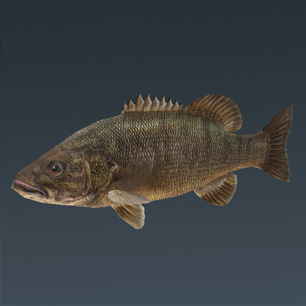 smallmouth seabass obj free - Smallmouth Seabass... by ESS Studio