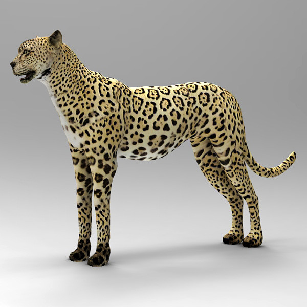 cheetah cat 3d max - Cheetah by 3d_Wanderer