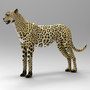 cheetah cat 3d max