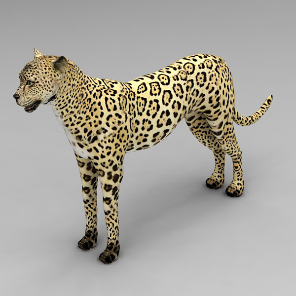 cheetah cat 3d max - Cheetah by 3d_Wanderer
