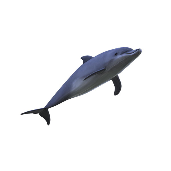 3d max dolphin - Dolphin by Massimo Righi
