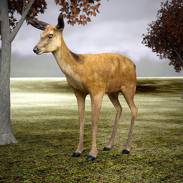 maya deer doe animate - Deer... by cgbeige