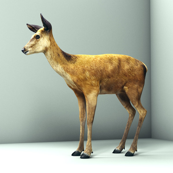 maya deer doe animate - Deer... by cgbeige