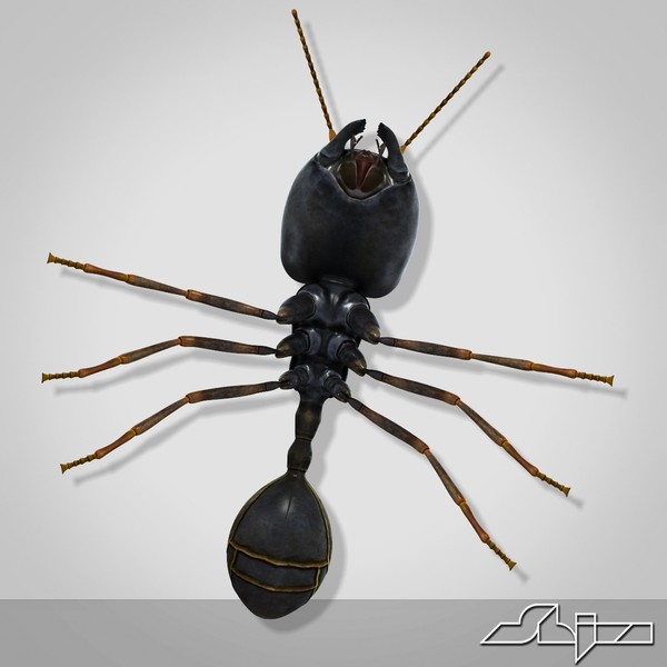 3d model big-headed ant - Big-Headed Ant by shiva3d