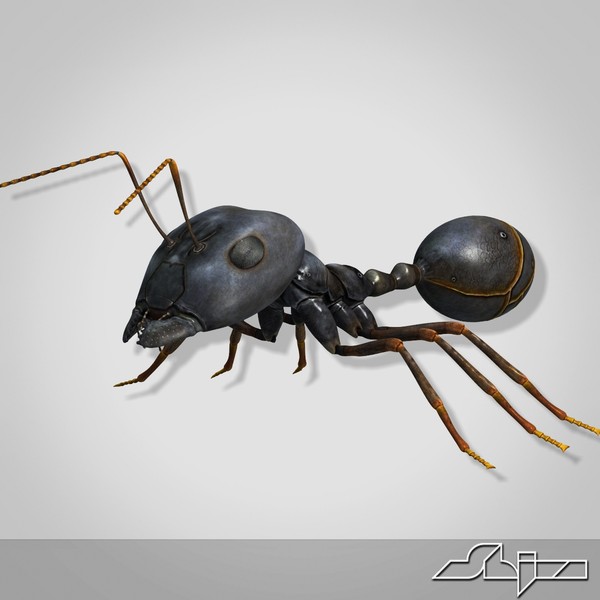 3d model big-headed ant - Big-Headed Ant by shiva3d