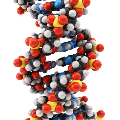 3d model dna nucleic acid - DNA by monade
