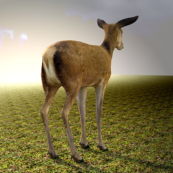 maya deer doe animate - Deer... by cgbeige