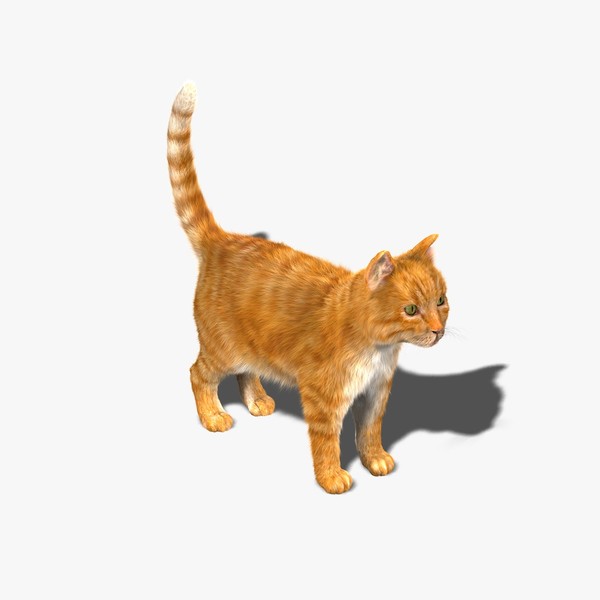3d model cat orange tabby fur - Cat (Orange Tabby) (FUR) by Massimo Righi