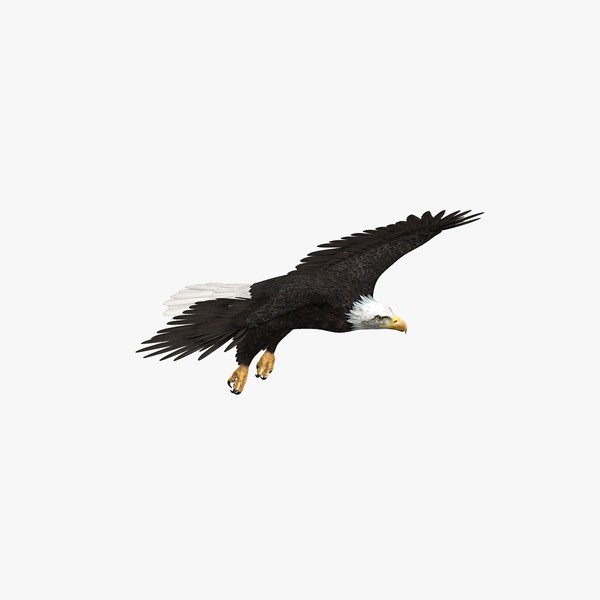 3d model of american bald eagle - American Bald Eagle by Massimo Righi