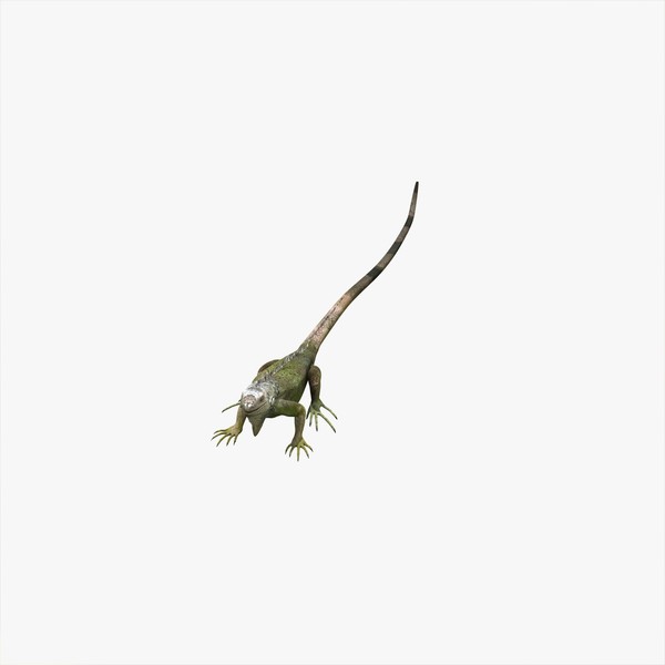 photorealistic iguana 3d model - Iguana by Massimo Righi