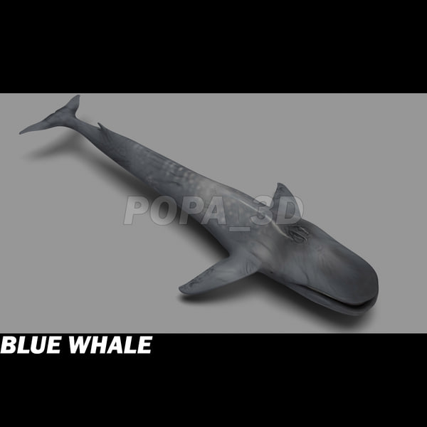 3ds max blue whale - Blue Whale by POPA_3D