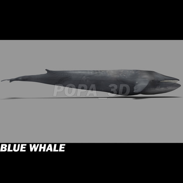 3ds max blue whale - Blue Whale by POPA_3D