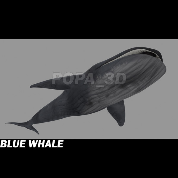 3ds max blue whale - Blue Whale by POPA_3D