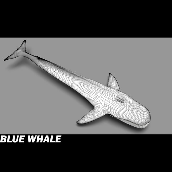3ds max blue whale - Blue Whale by POPA_3D
