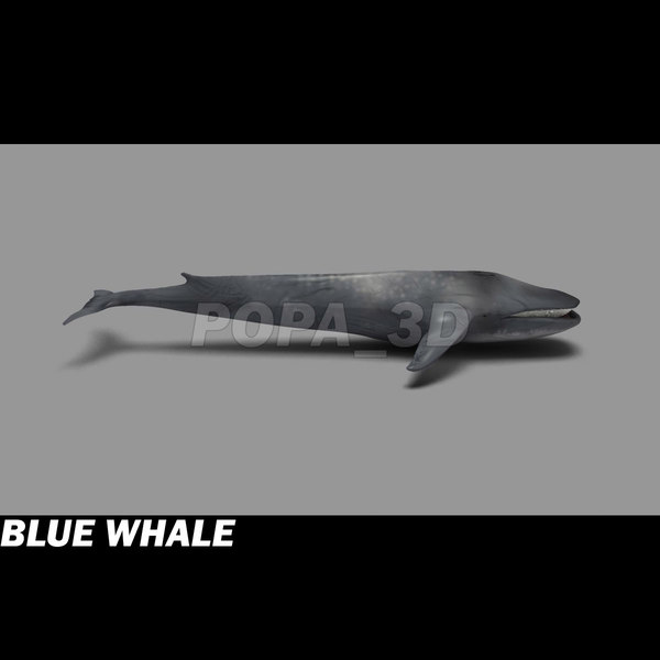 3ds max blue whale - Blue Whale by POPA_3D