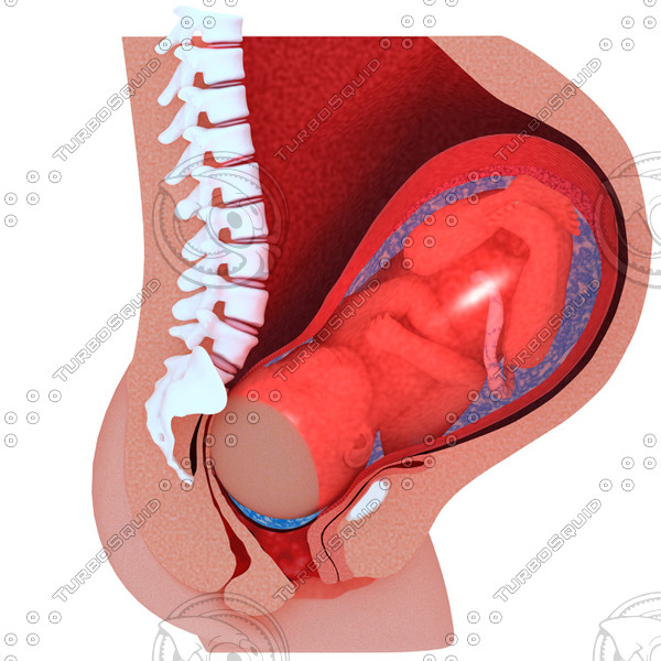 childbirth sequence 3d max - Childbirth sequence cross sections collection by pure3dmodels
