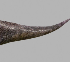 3d model of character ultimate raptor jurassic - The Ultimate Raptor OBJ by Virtual creator