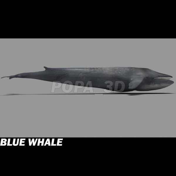 shark sea animals 3d max - Sea Animals Collection... by POPA_3D