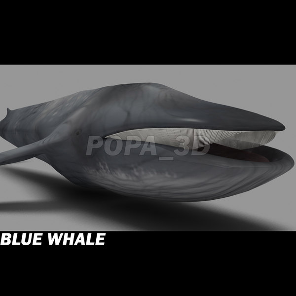 shark sea animals 3d max - Sea Animals Collection... by POPA_3D