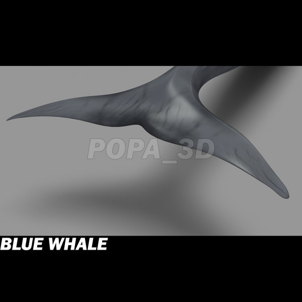 shark sea animals 3d max - Sea Animals Collection... by POPA_3D