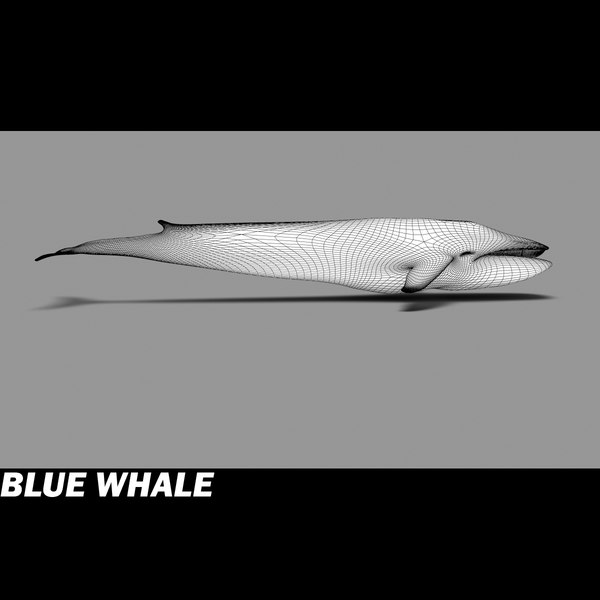 shark sea animals 3d max - Sea Animals Collection... by POPA_3D