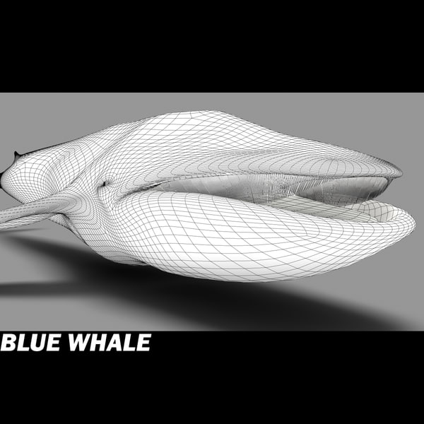 shark sea animals 3d max - Sea Animals Collection... by POPA_3D
