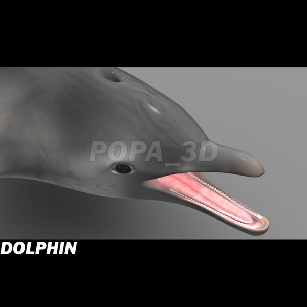 shark sea animals 3d max - Sea Animals Collection... by POPA_3D