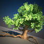 obj maple tree