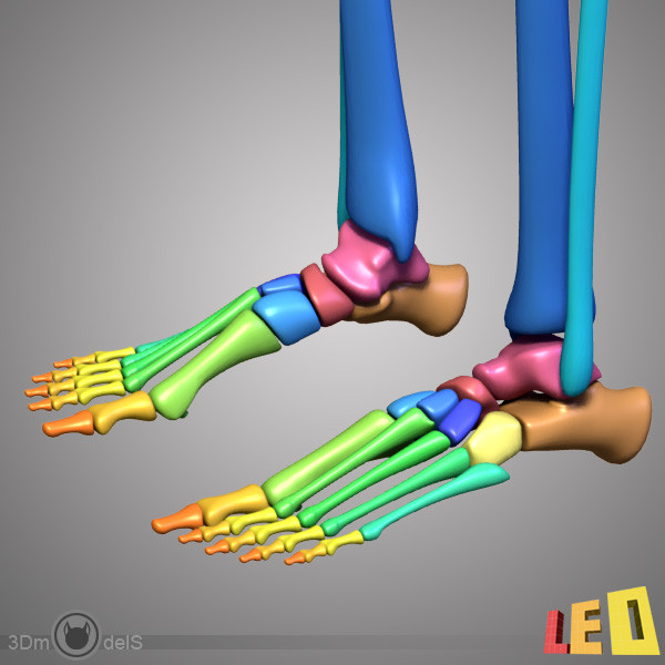 human skeleton separated bones 3d max - Human skeleton with separated bones by leo3Dmodels