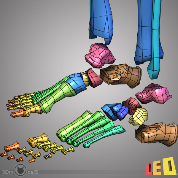 human skeleton separated bones 3d max - Human skeleton with separated bones by leo3Dmodels
