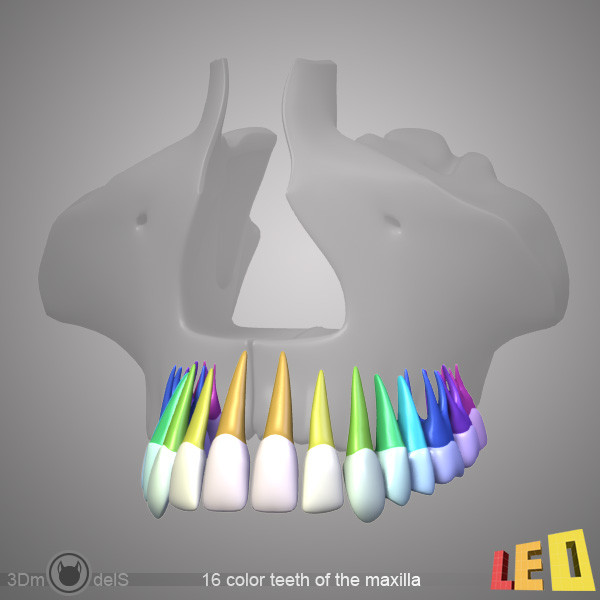 human skeleton separated bones 3d max - Human skeleton with separated bones by leo3Dmodels