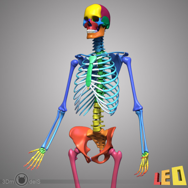 human skeleton separated bones 3d max - Human skeleton with separated bones by leo3Dmodels