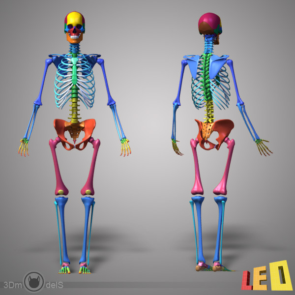 human skeleton separated bones 3d max - Human skeleton with separated bones by leo3Dmodels