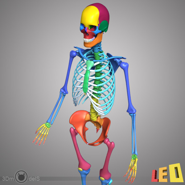 human skeleton separated bones 3d max - Human skeleton with separated bones by leo3Dmodels