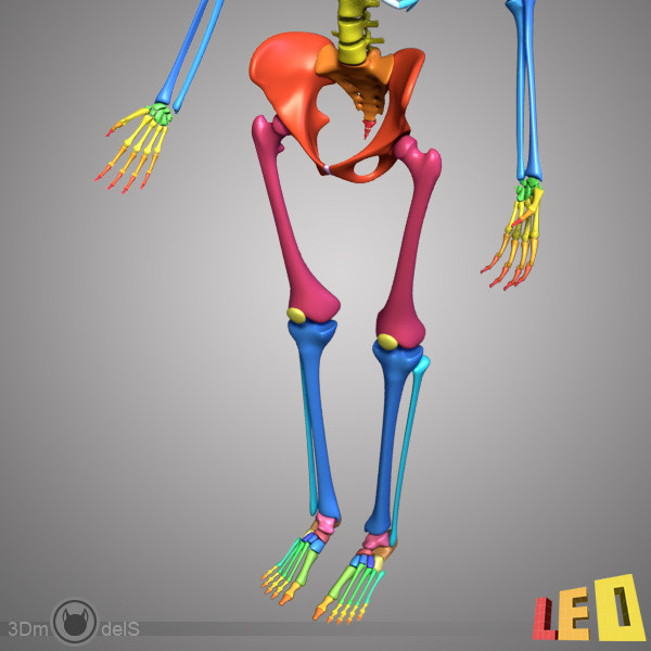 human skeleton separated bones 3d max - Human skeleton with separated bones by leo3Dmodels