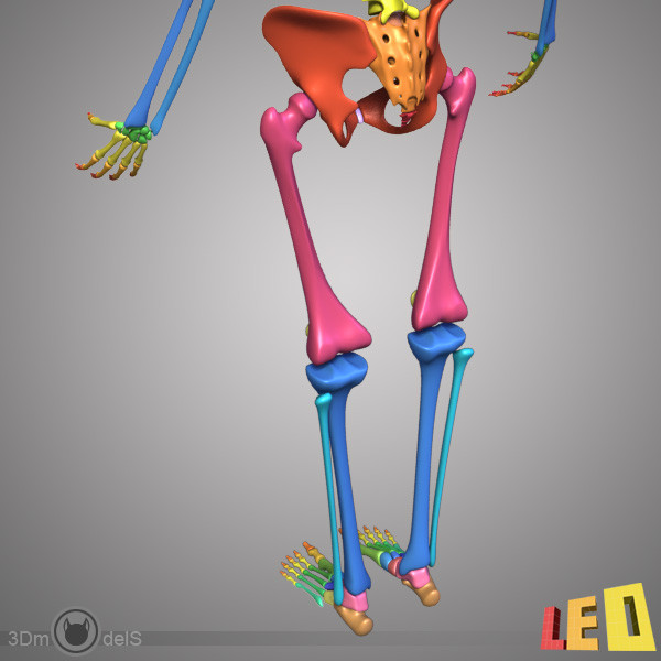 human skeleton separated bones 3d max - Human skeleton with separated bones by leo3Dmodels