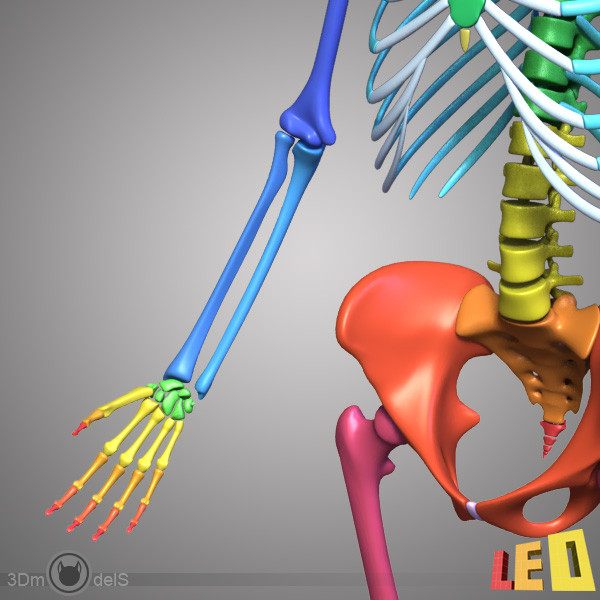human skeleton separated bones 3d max - Human skeleton with separated bones by leo3Dmodels