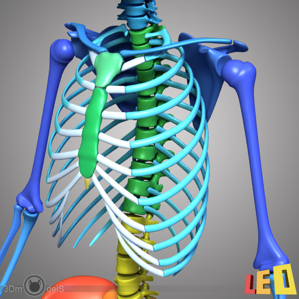 human skeleton separated bones 3d max - Human skeleton with separated bones by leo3Dmodels