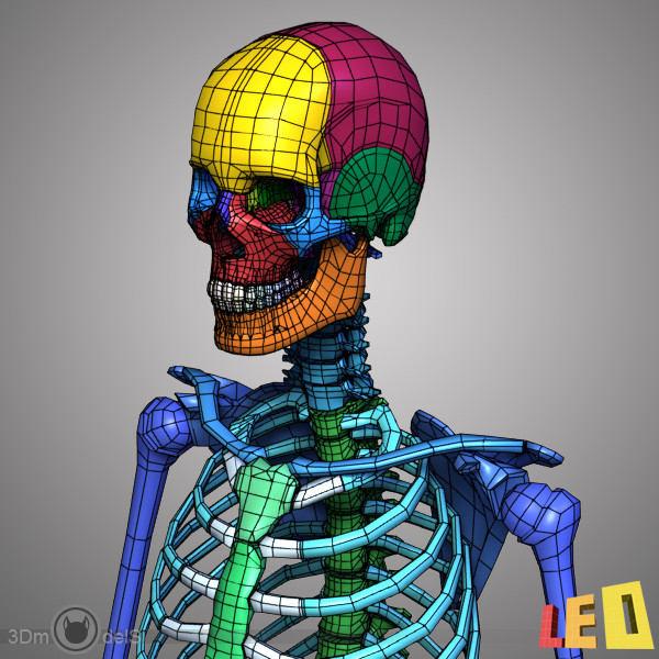 human skeleton separated bones 3d max - Human skeleton with separated bones by leo3Dmodels