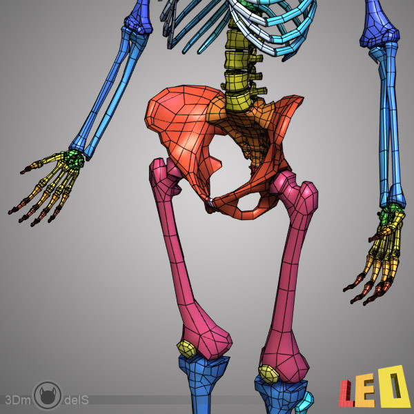 human skeleton separated bones 3d max - Human skeleton with separated bones by leo3Dmodels
