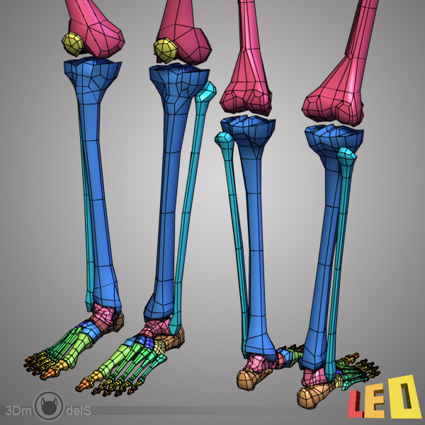 human skeleton separated bones 3d max - Human skeleton with separated bones by leo3Dmodels