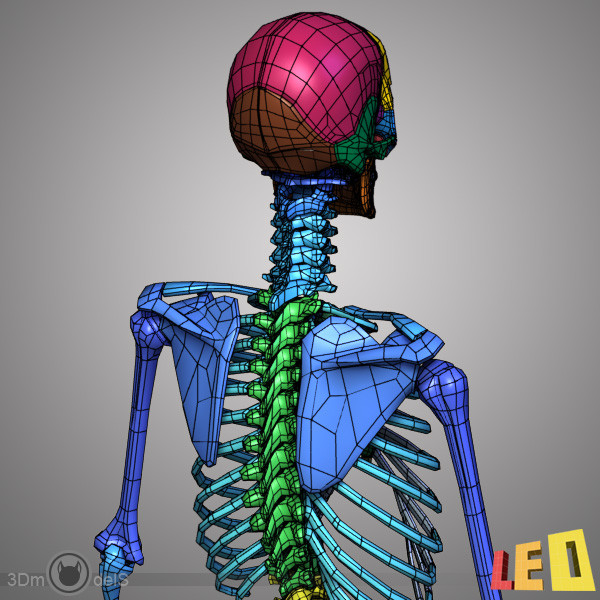 human skeleton separated bones 3d max - Human skeleton with separated bones by leo3Dmodels