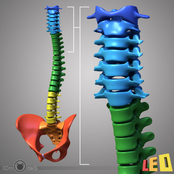 human skeleton separated bones 3d max - Human skeleton with separated bones by leo3Dmodels
