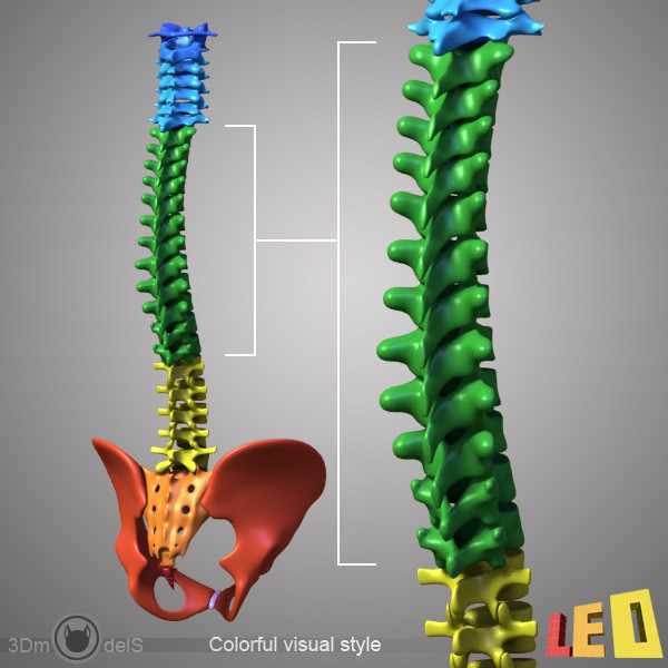 human skeleton separated bones 3d max - Human skeleton with separated bones by leo3Dmodels