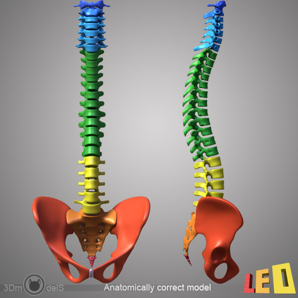 human skeleton separated bones 3d max - Human skeleton with separated bones by leo3Dmodels