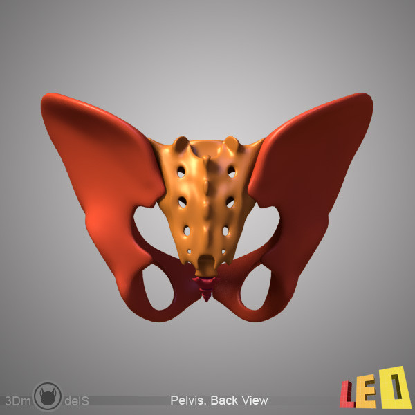 human skeleton separated bones 3d max - Human skeleton with separated bones by leo3Dmodels
