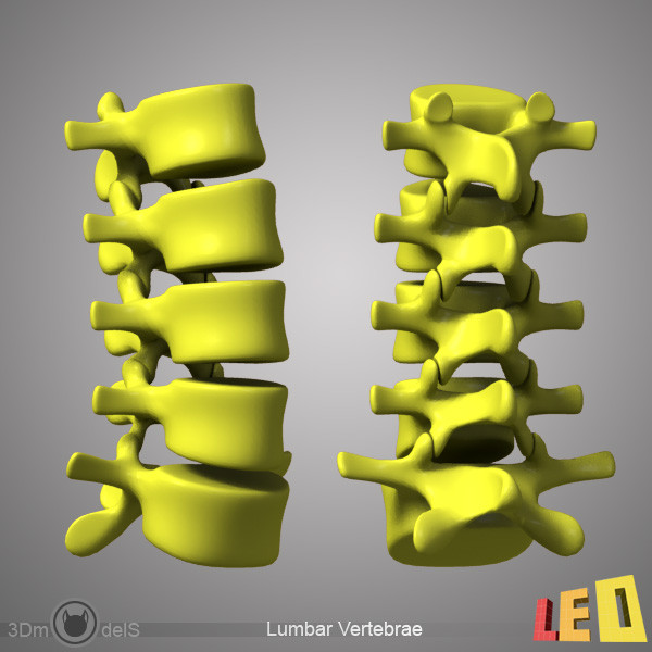 human skeleton separated bones 3d max - Human skeleton with separated bones by leo3Dmodels